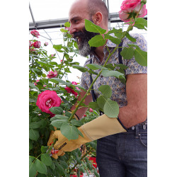 Gants de jardinage en cuir avec manchette Rostaing ROSERAIE-10 - T.10
